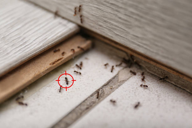 Best Rat Extermination Near Me  in Clayton, OH