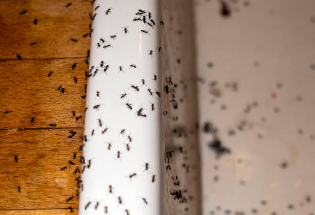 Best Rat Extermination Near Me  in Clayton, OH