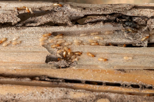 Best Insect Control  in Clayton, OH