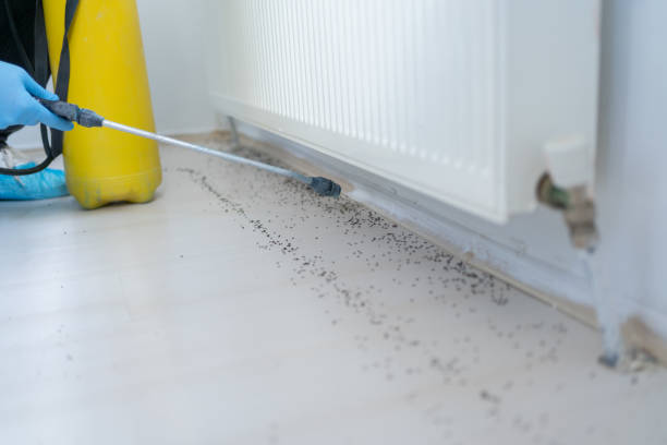 Best Wasp Removal Services  in Clayton, OH